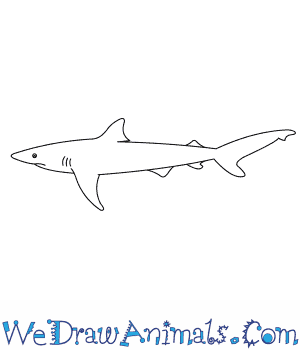 300x350 How To Draw A Dusky Shark - Shark Tail Drawing
