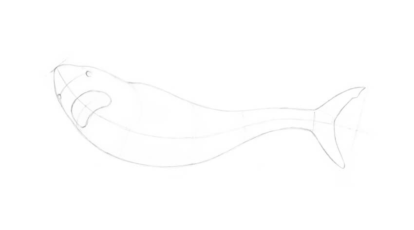 850x473 How To Draw A Shark Step - Shark Tail Drawing