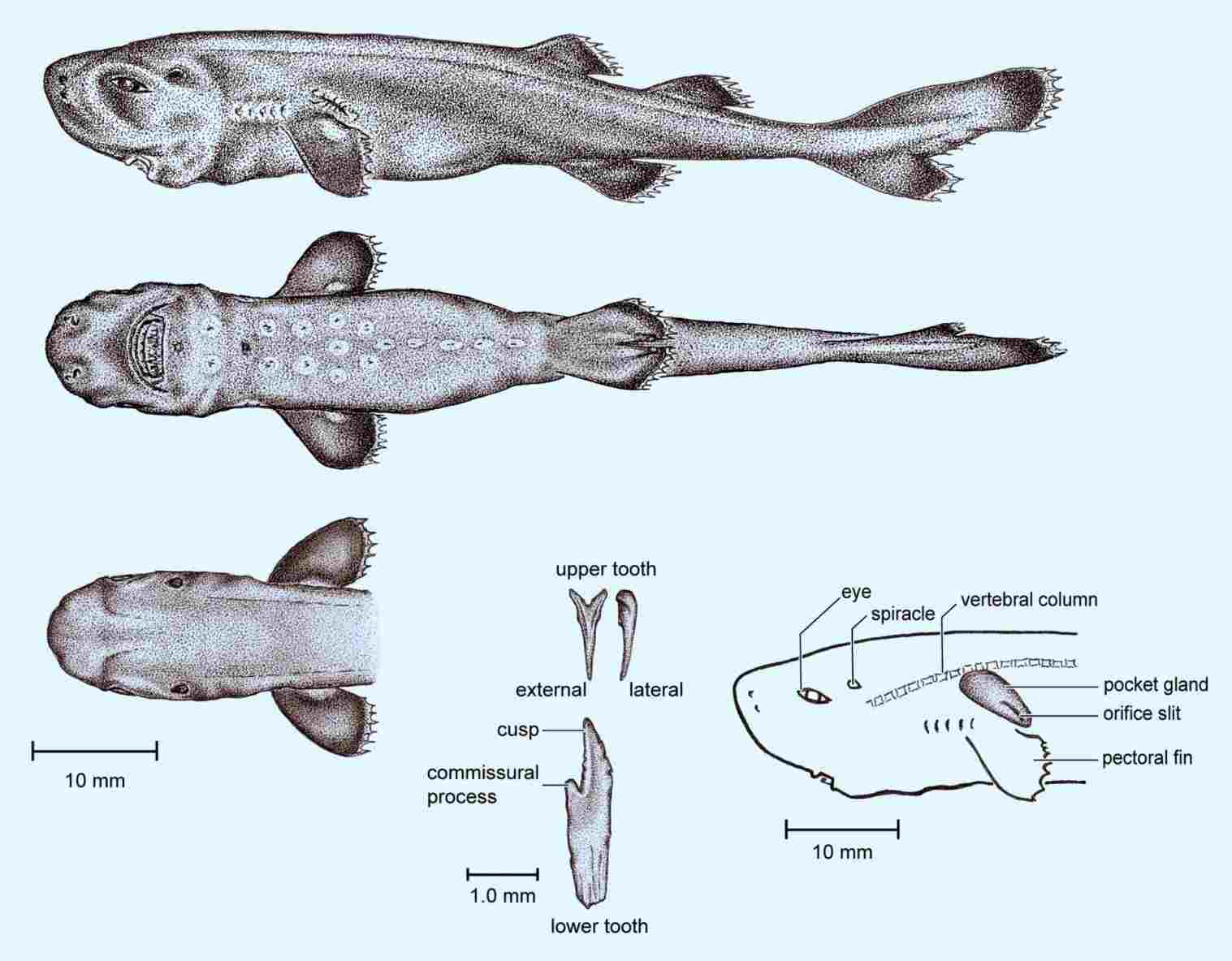 1517x1184 Drawing Guidesrheasydrawingguidescom And Cat Shark Cat Drawing - Shark Tail Drawing