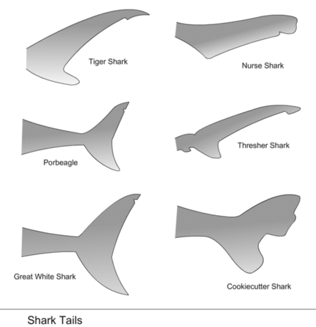 443x459 Print Out This Shark Tails Image And Lead Kids To Play Several - Shark Tail Drawing