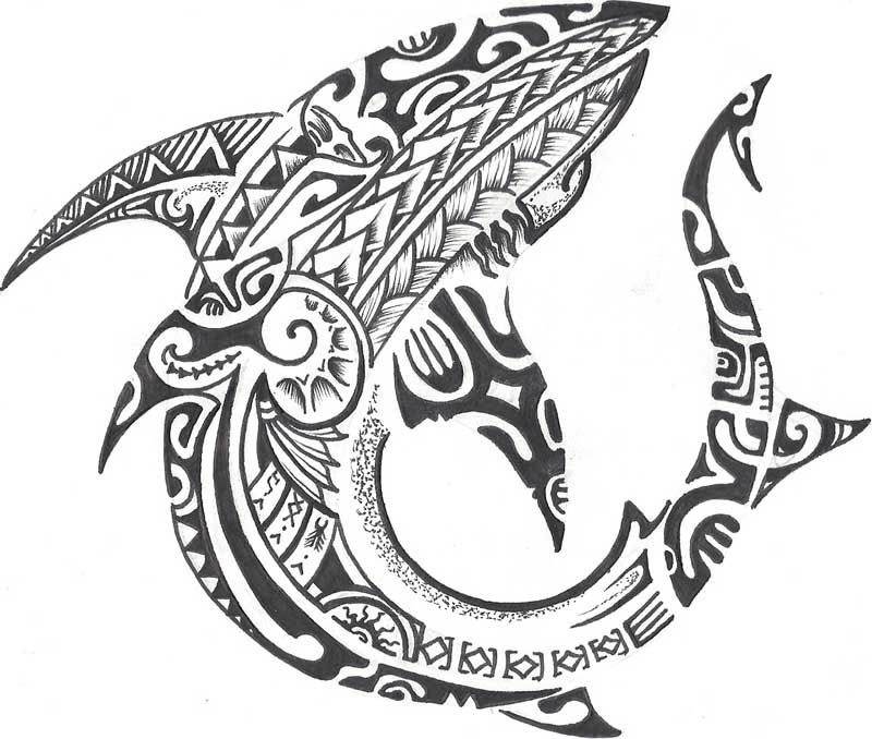 800x678 Polynesian Shark Tattoo Designs Some Of The Print Collateral - Shark Tattoo Drawing