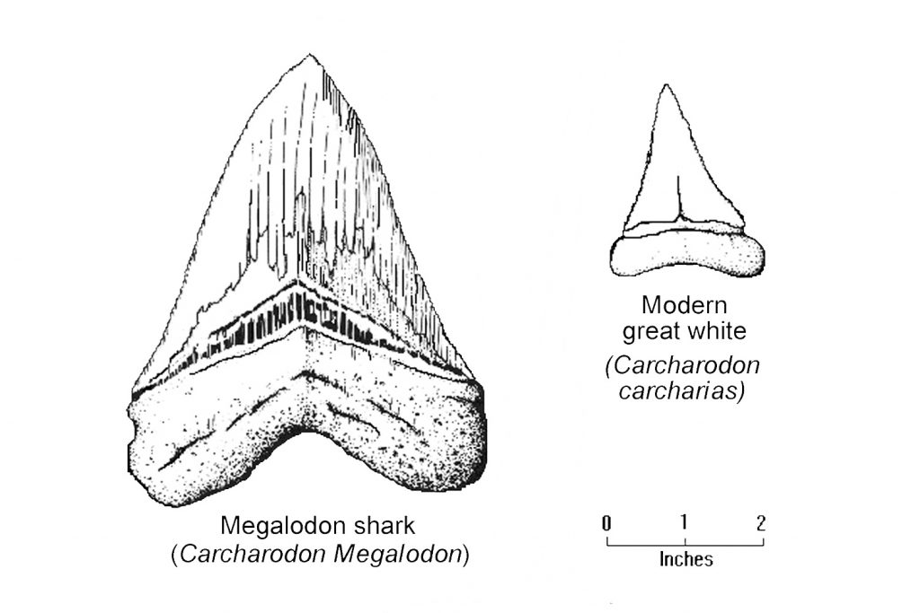 Great White Shark Tooth Drawing