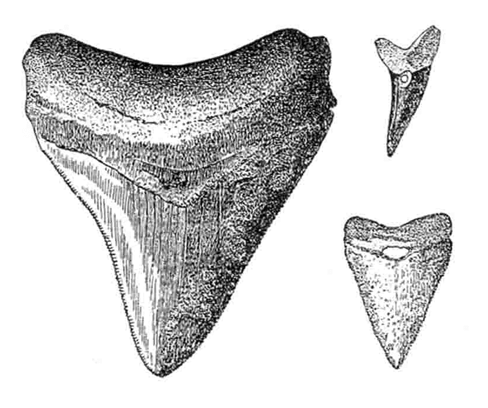 488x408 modified fossil shark teeth found - Shark Tooth Drawing