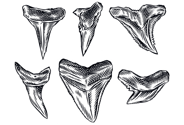  How To Draw Shark Teeth of all time Learn more here 