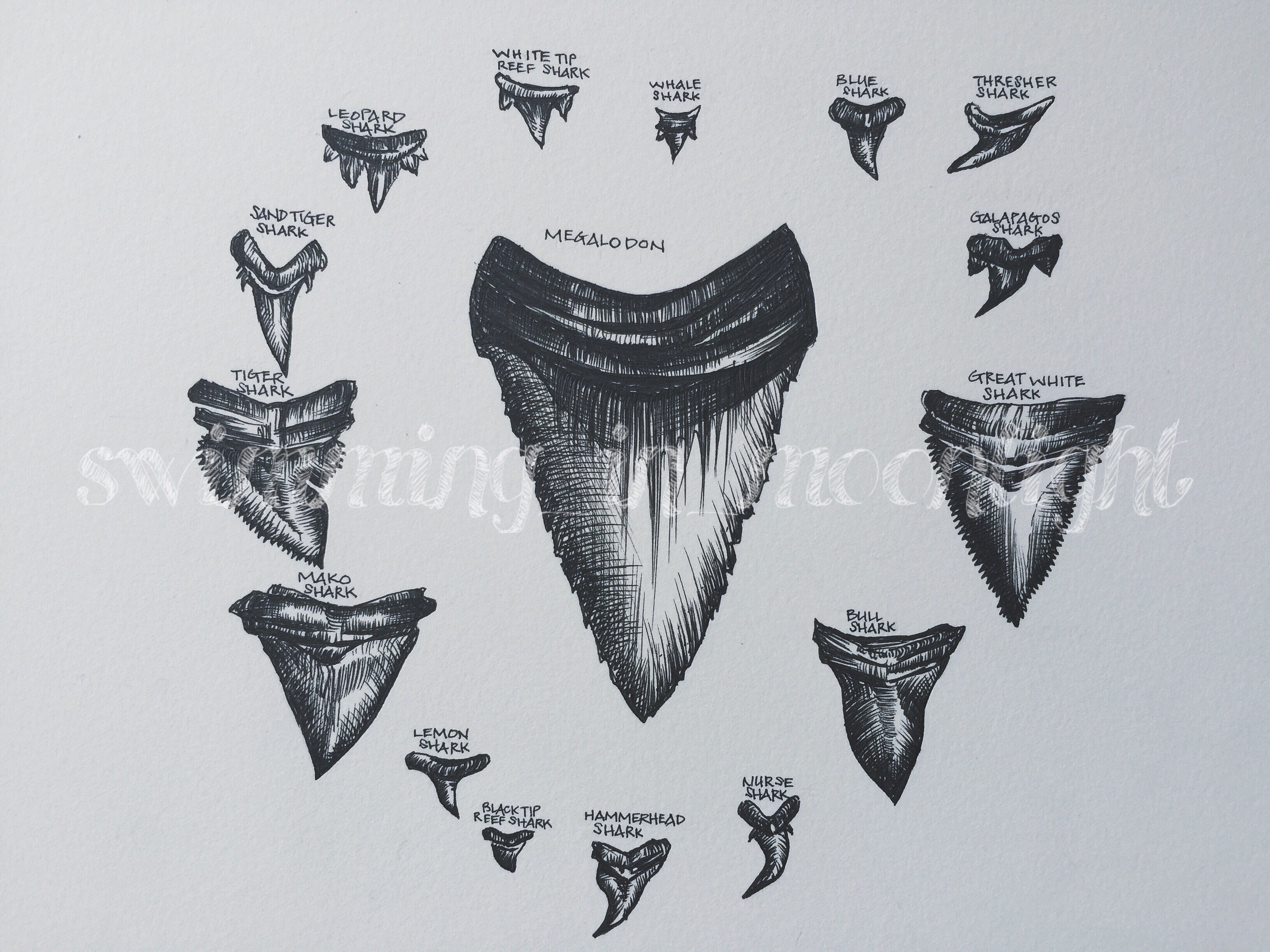 Shark Tooth Drawing at Explore collection of Shark