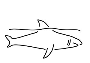 300x212 Sharks Teeth Drawings Fine Art America - Shark Tooth Drawing