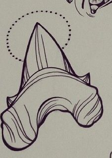 226x319 another shark tooth tattoo ideas shark tooth - Shark Tooth Drawing