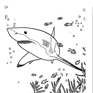 300x300 great white shark outline drawing superb great white shark - Shark With Mouth Open Drawing