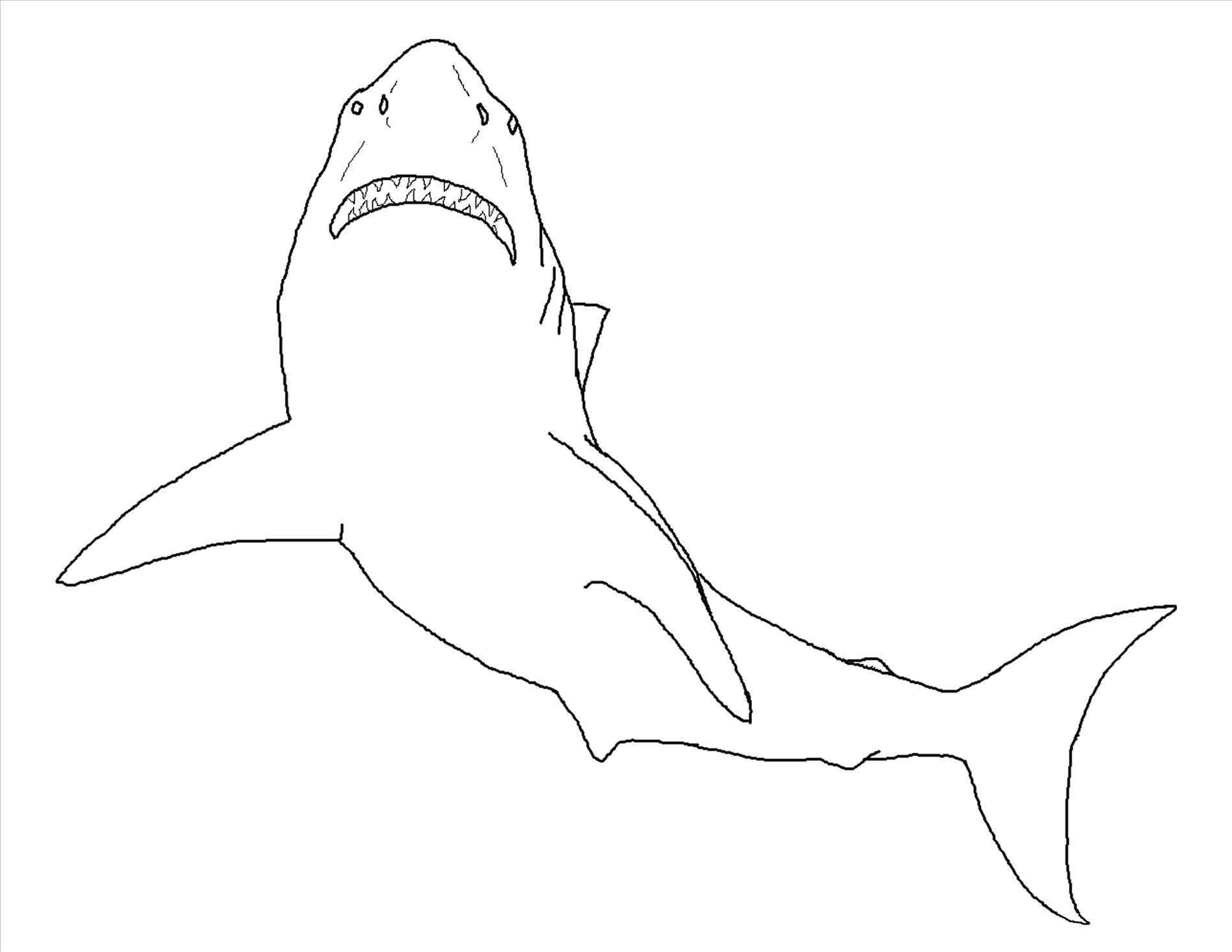 1899x1468 great white shark outline with great white shark with mouth open - Shark With Mouth Open Drawing