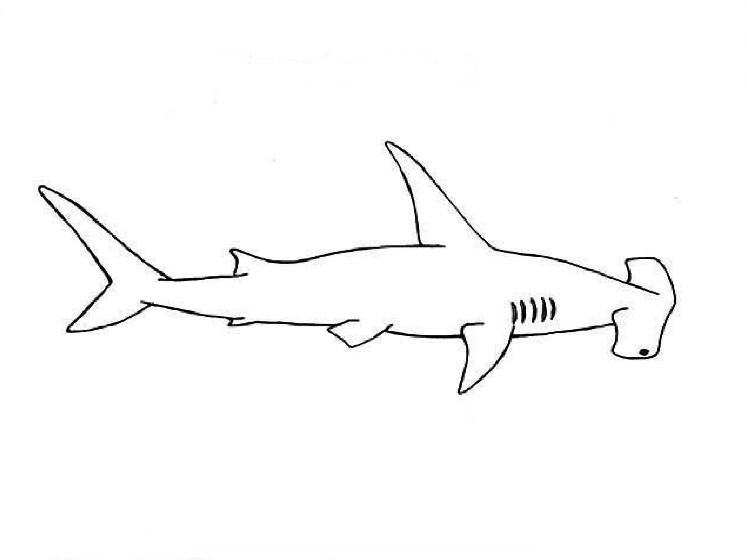 2592x1944 how to draw a hammerhead shark kak narisovat akulu molot sbv - Shark With Mouth Open Drawing