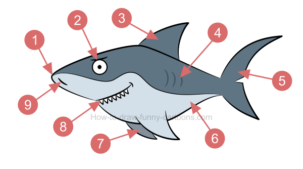 600x334 How To Draw A Shark Picture - Shark With Mouth Open Drawing