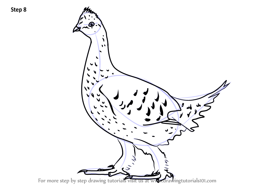 844x598 learn how to draw a sharp tailed grouse - Sharp Drawing