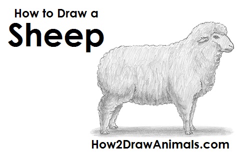 500x315 How To Draw A Sheep - Sheep Drawing