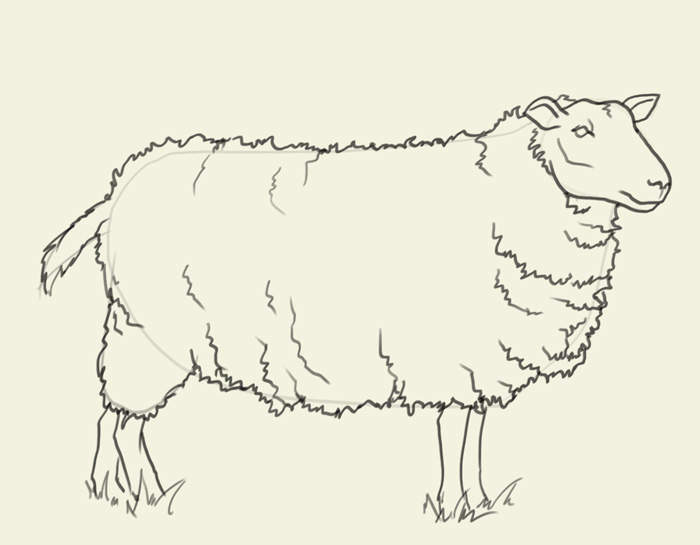 700x545 How To Draw Sheep - Sheep Drawing