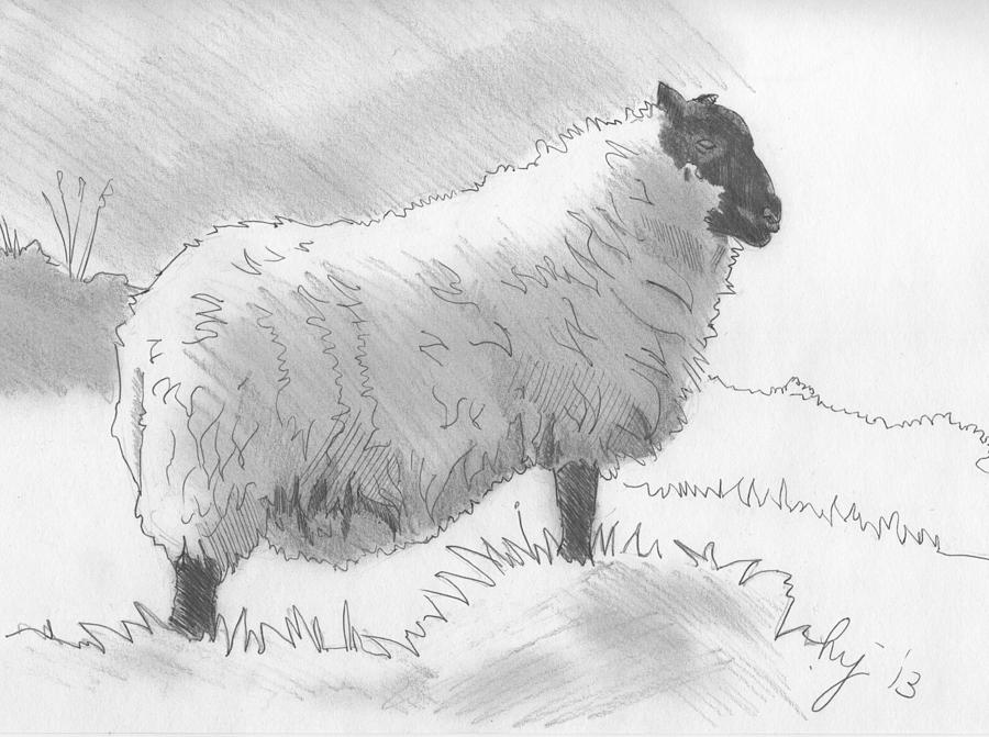 900x671 Sheep Sketch Drawing - Sheep Drawing