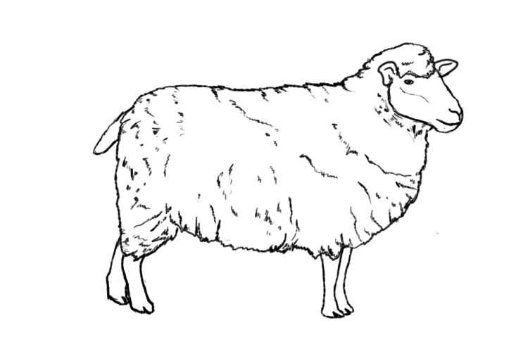 750x503 how to draw a sheep art sheep drawing, sheep illustration - Sheep Drawing