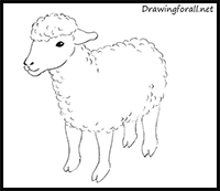 200x173 how to draw sheep lambs drawing tutorials drawing how - Sheep Drawing For Kids