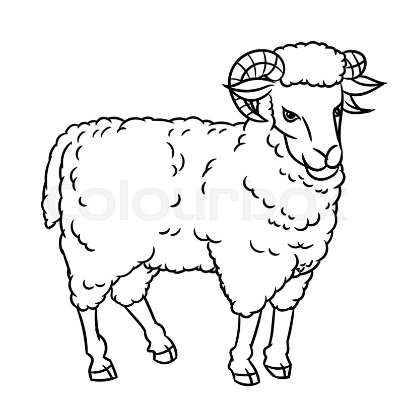 800x800 Hand Drawing Sheep Farm Animals Set Stock Vector Colourbox - Sheep Drawing Images