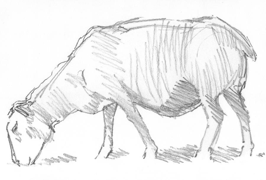 900x611 Sheep Sketch Drawing - Sheep Drawing Images