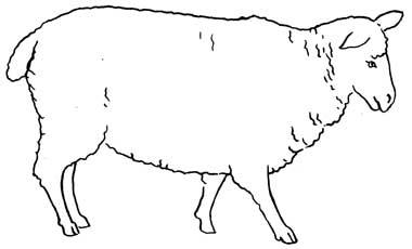 380x230 another way to draw sheep how to draw sheep - Sheep Drawing Images
