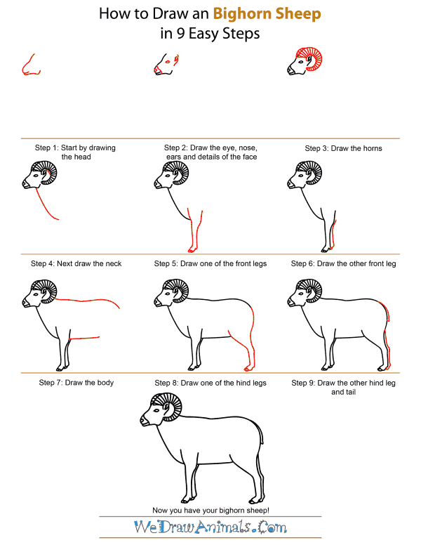 600x776 How To Draw A Bighorn Sheep - Sheep Drawing Step By Step