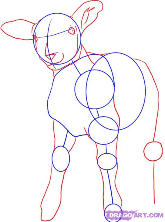 544x731 How To Draw A Lamb, Step - Sheep Drawing Step By Step