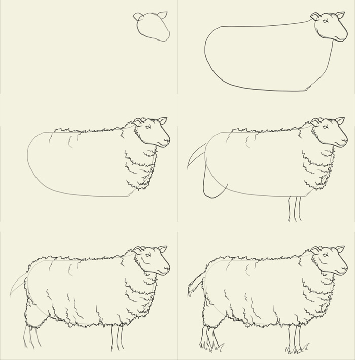 700x711 How To Draw Sheep - Sheep Drawing Step By Step