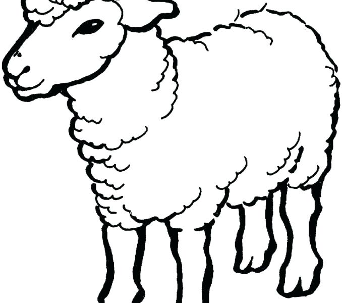 678x600 Huge Collection Of 'sheep Drawing For Kids' Download More Than - Sheep Drawing Step By Step