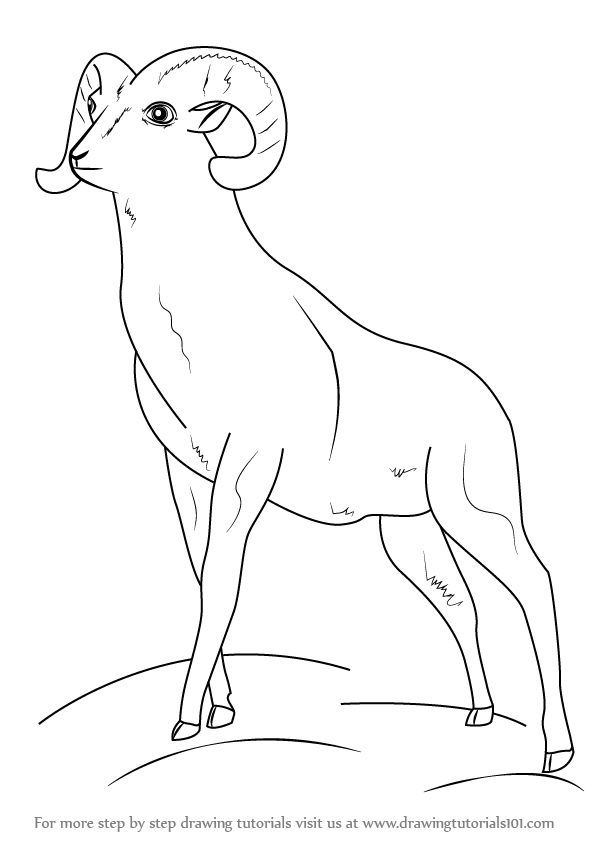 597x844 Learn How To Draw A Bighorn Sheep - Sheep Drawing Step By Step