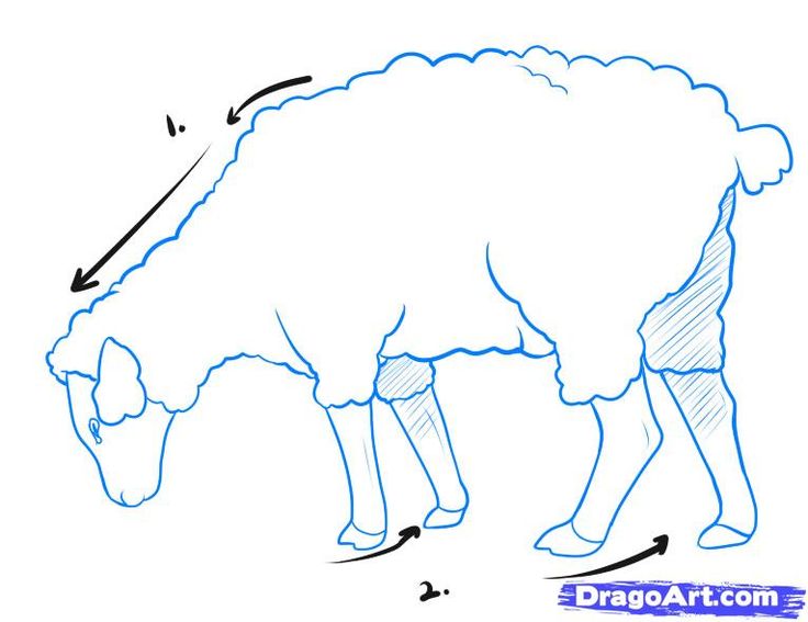 736x567 How To Draw A Sheep, Step - Sheep Drawing Step By Step
