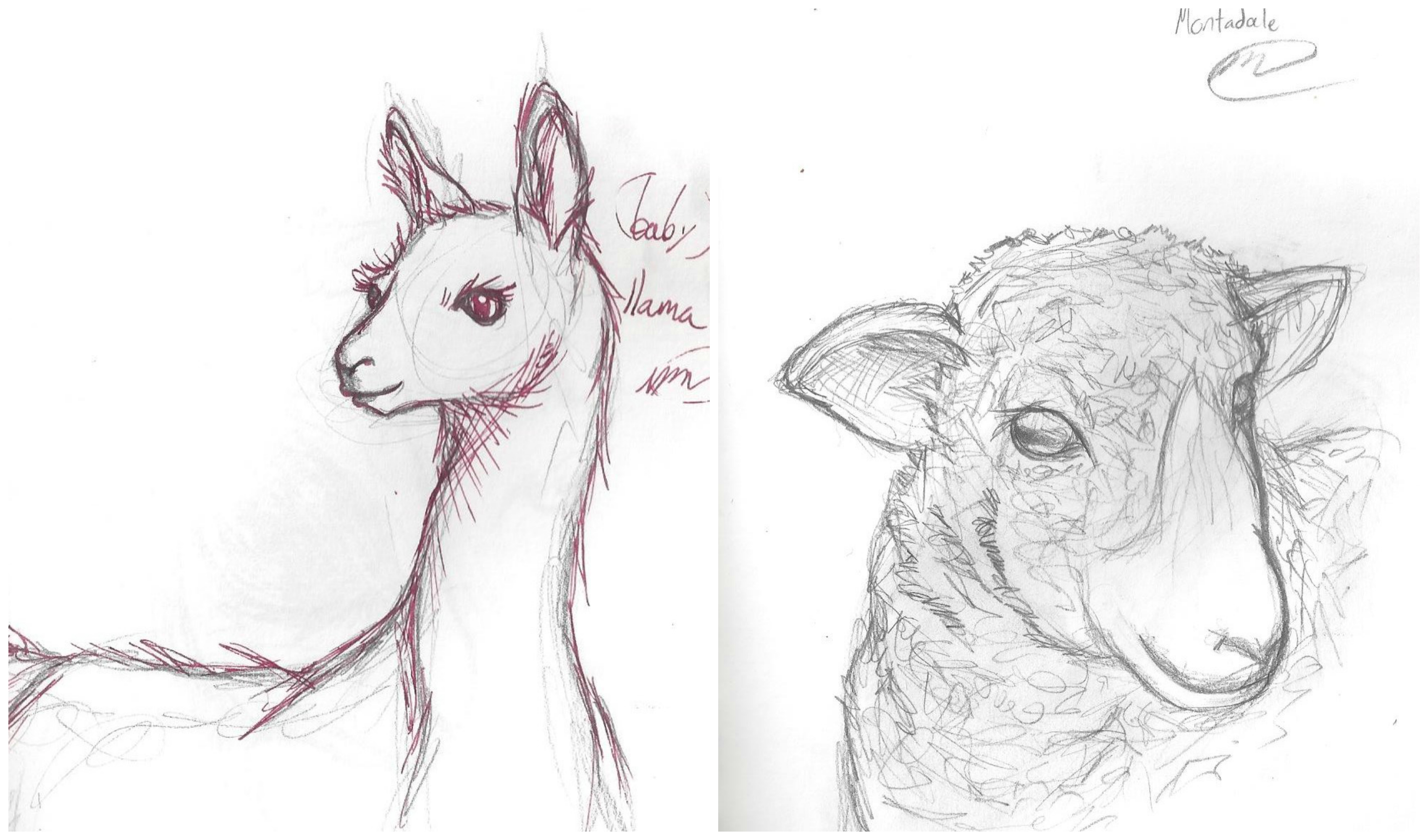 3400x2000 Romney - Sheep Face Drawing
