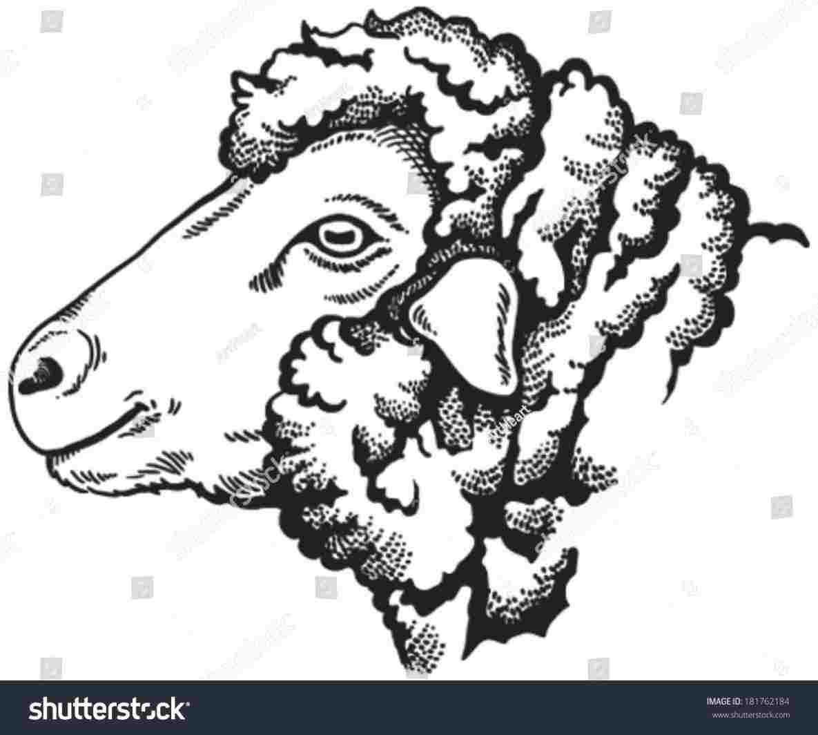 1185x1064 at getdrawings free for rhdrawingforkidscom lamb sheep face - Sheep Face Drawing