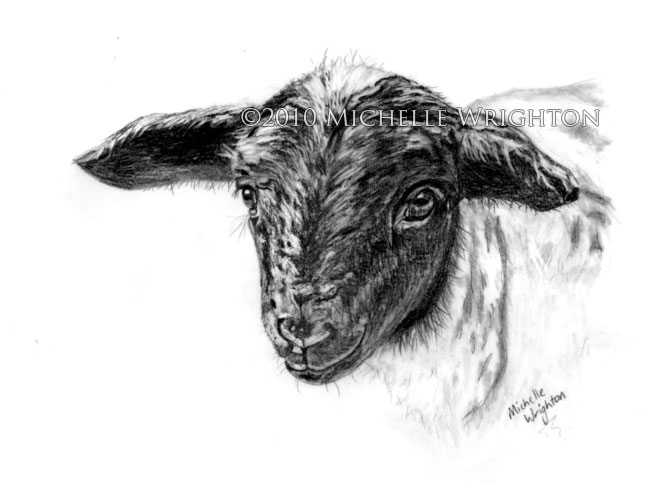 Sheep Face Drawing at PaintingValley.com | Explore collection of Sheep