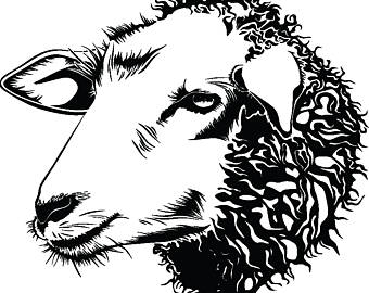 340x270 Huge Collection Of 'sheep Face Drawing' Download More Than - Sheep Head Drawing