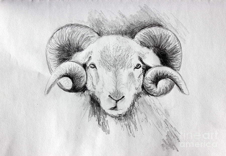 900x622 Idaho Longhorn Sheep Head Drawing - Sheep Head Drawing