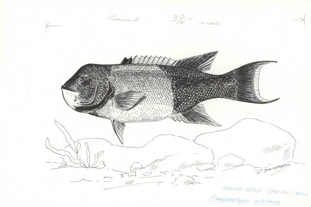 640x427 Sheep Head - Sheep Head Drawing