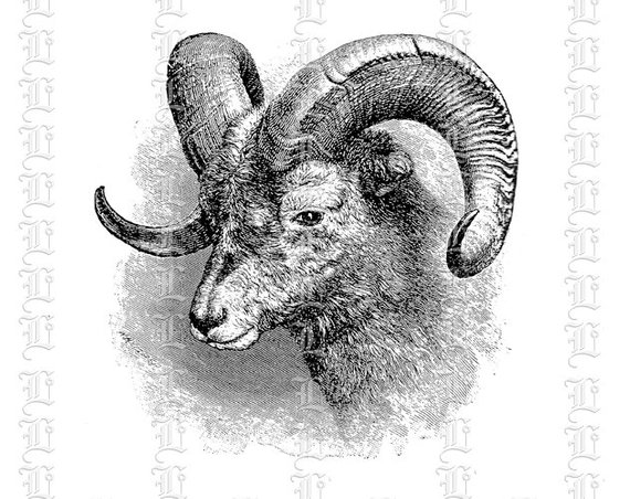 Sheep Head Drawing at PaintingValley.com | Explore collection of Sheep ...