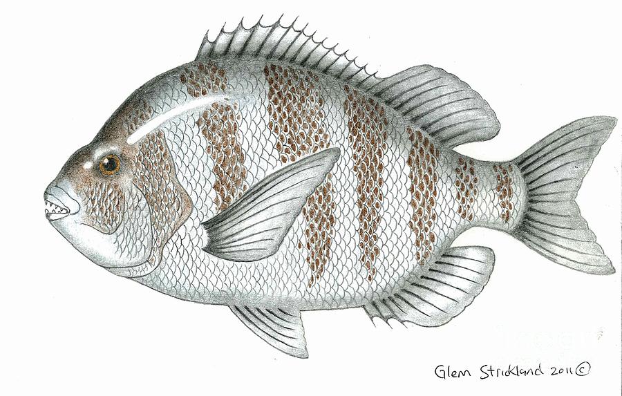 900x573 Sheephead Drawing - Sheep Head Drawing