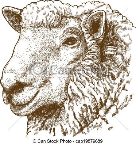 443x470 Vector - Sheep Head Drawing