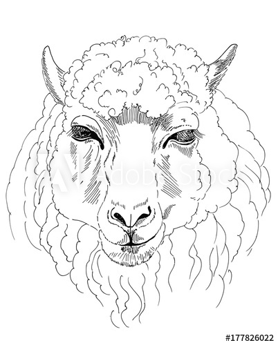402x500 Sheep's Head A Sketch Of The Liner Freehand Drawing Vector - Sheep Head Drawing