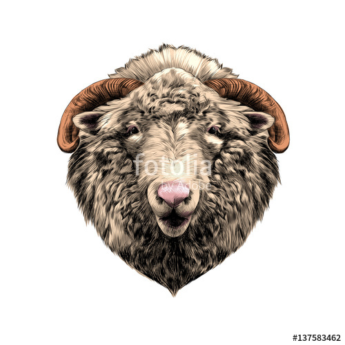 500x500 Sheep Head Vector Color Drawing Stock Image And Royalty Free - Sheep Head Drawing
