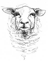 200x258 sheeps counting sheep in my sleep!! in sheep drawing - Sheep Head Drawing