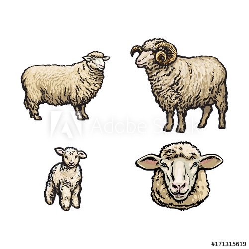 500x500 vector sketch cartoon style sheep, horned ram lamb and sheep head - Sheep Head Drawing