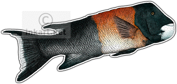 590x282 Drawing Sheep Head Transparent Png Clipart Free Download - Sheep Head Drawing