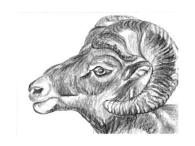 400x300 Hand Draw Sheep Head Art Print - Sheep Head Drawing