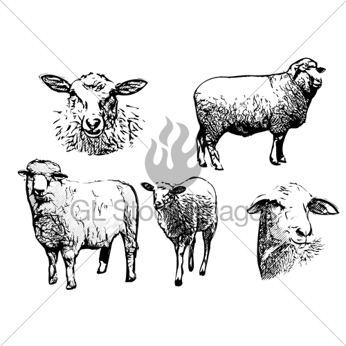 500x500 Sheep Drawings Gl Stock Images - Sheep Images For Drawing