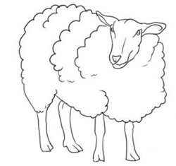 250x235 How To Draw Sheep Lambs Drawing Tutorials Drawing How - Sheep Images For Drawing