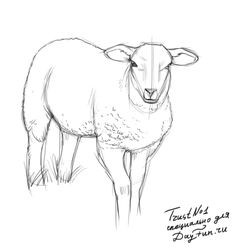 236x252 How To Draw A Sheep Inspirational Simple Line Drawing Artistique - Sheep Line Drawing