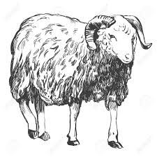 225x225 image result for sheep face line drawing sheep faces face line - Sheep Line Drawing
