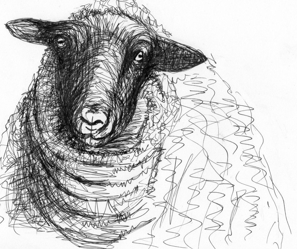 1024x858 sheep line drawing abstract and henry moore sheep drawings - Sheep Line Drawing